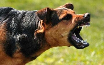 حمله سگ وحشی به یک مرد در حیاط خانه