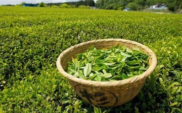  افزایش ۴ درصدی قیمت خرید تضمینی چای در سال جاری
