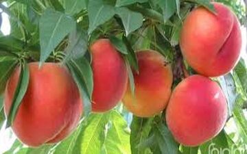 7مزیت فوق العاده هلو/ از کاهش وزن تا کاهش سرعت پیری!