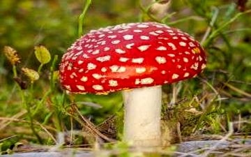 دست زدن به قارچ‌های سمی چه خطراتی دارد؟!