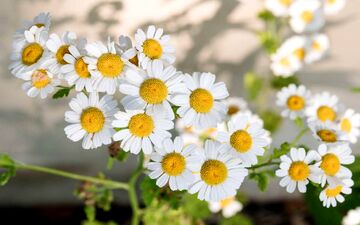 بابونه، راه حلی طبیعی برای عفونت