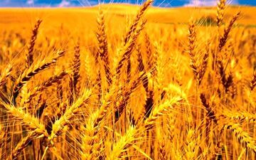 افزایش قیمت گندم جهانی در راه است؟