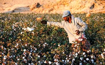 صنعت کشت طلای سفید ایران در آستانه نابودی + فیلم