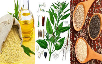 بهترین روش برای تشخیص روغن کنجد اصل و تقلبی