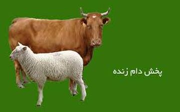  نرخ هر کیلو دام زنده اعلام شد