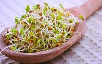 تاثیر مصرف جوانه گندم برای سلامتی/حفظ عملکرد طبیعی بدن با جوانه گندم