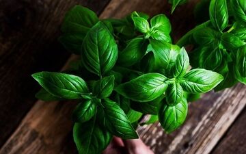 آشنایی با خواص ریحان