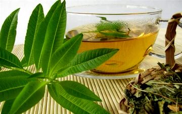 به‌لیمو،یک گیاه شگفت‌انگیز!