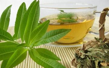 به‌لیمو،یک گیاه شگفت‌انگیز!