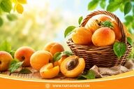 خواص زردآلو در تابستان؛ ۷ فایده شگفت‌انگیز این میوه برای سلامتی
