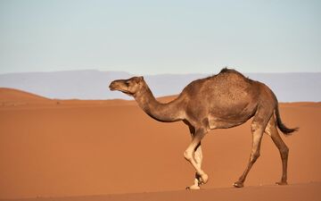 بازار شترها سکه است
