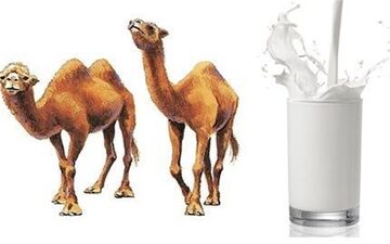 آیا شیر شتر برای بیماران دیابتی مفید است؟ 