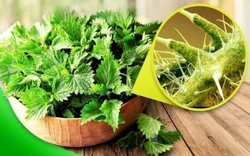 این گیاه گزنده سرشار از ویتامین D و پروتئین است