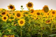 از مزرعه تا بطری؛ تولید روغن از تخمه آفتابگردان + ویدئو