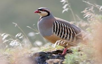 شکارچیان ، شکار شدند 