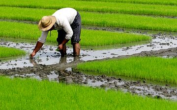 خرید برنج ایرانی،آروزیی برای ایرانیان!