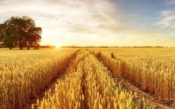 اعلام قیمت خرید تضمینی گندم در ۱۴۰۴ 

