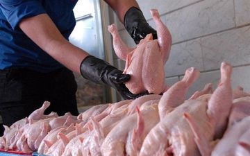 قیمت روز مرغ ۱۷ مهر ۱۴۰۴؛ نرخ‌های تازه را اینجا ببینید!