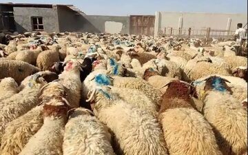قیمت دام زنده ۱۸ دی ۱۴۰۴ | فاصله گوسفند و گوساله بیشتر شد!
