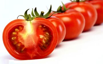 عوارض رگه های سفید گوجه فرنگی