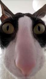 i-am-a-photographer-tiktok-trend-funny-653236cc5f82b700-654480a47c0c309f944305b8