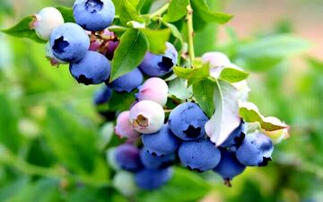 میوه‌ ای خوشمزه‌ برای التیام زخم‌های سخت