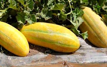 قاتل سنگ کلیه را می شناسید؟

