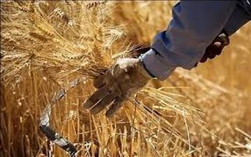 کاهش تولید گندم به خاطر خشک‌سالی