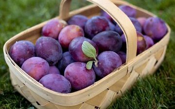 این میوه همه بیماری ها را حریف است

