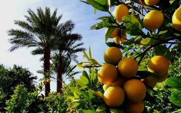 برداشت ۷ هزار و ۵۰۰ تن مرکبات از باغات قصرشیرین   

