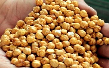 واردات بی‌رویه با ارز دولتی و ممنوعیت صادرات، نخود ایرانی را به انزوا کشانده است