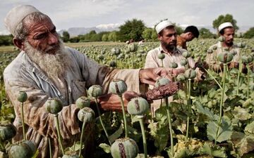  قیمت تریاک سر به فلک کشید