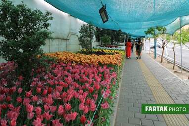 گزارش تصویری از پیاده راه لاله برای مادران 