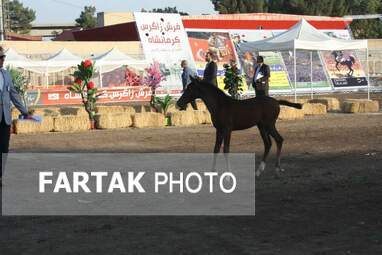  چهارمین جشنواره ملی زیبایی‌های اسب (تاق‌بستان)  جشنواره اسب اصیل کُرد