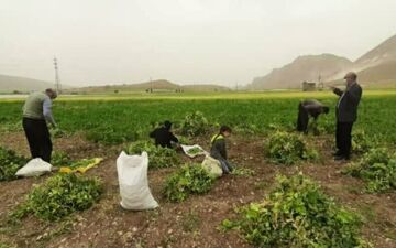 برداشت نخود فرنگی در سرپل ذهاب آغاز شد