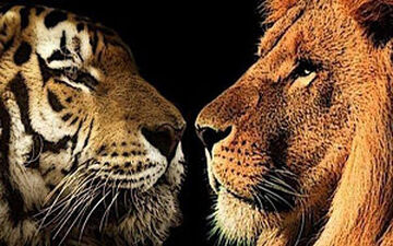 دعوای ببر و شیر حین اجرای نمایش در سیرک + فیلم 