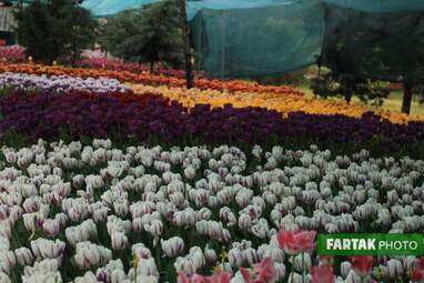 گزارش تصویری از پیاده راه لاله برای مادران 