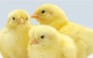 بیمه جوجه یک روزه اجباری شد 