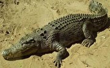 زنده گیری گاندوی بزرگ جثه پس از ورود به یک روستا در چابهار