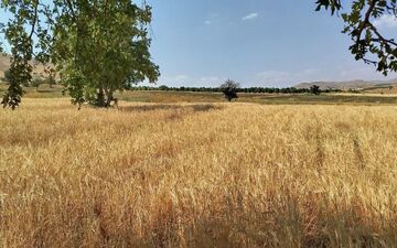 آذربایجان شرقی ۷۶ مرکز خرید گندم را فعال کرد