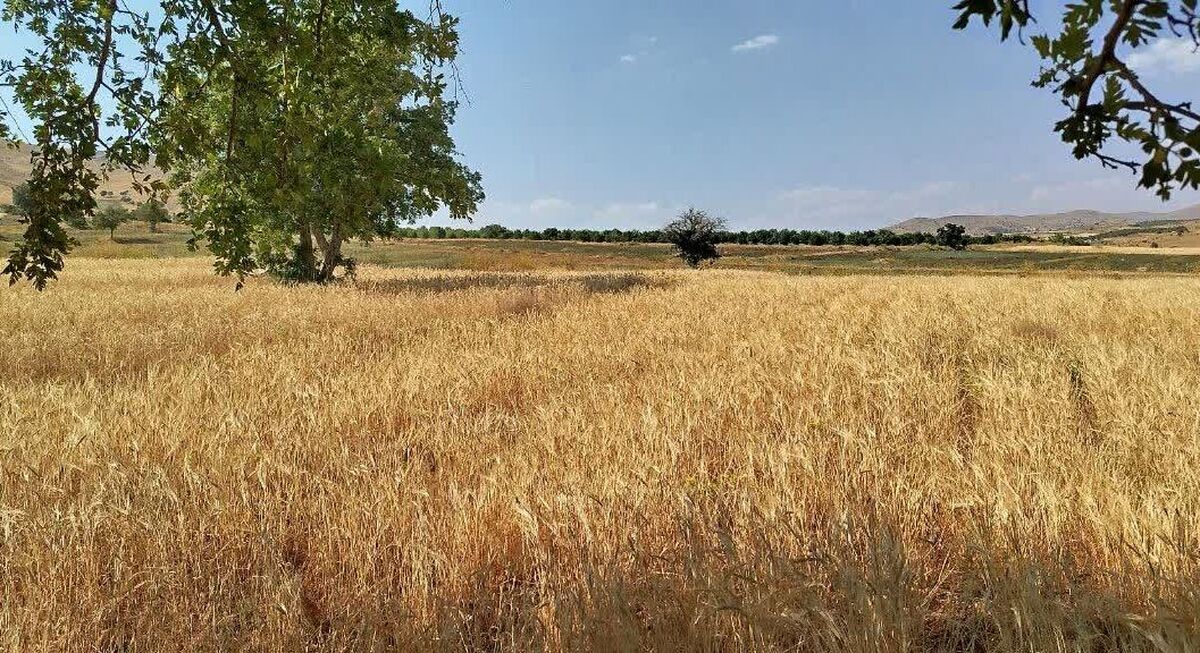 آذربایجان شرقی ۷۶ مرکز خرید گندم را فعال کرد
