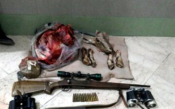 کشف لاشه چهار راس قوچ وحشی در تایباد