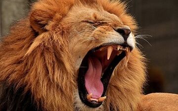 عکس العمل عجیب شیر با دیدن موتورسواران! 