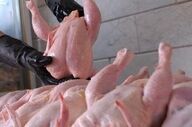 قیمت مرغ امروز ۲۶ بهمن ۱۴۰۴؛ نرخ‌ها چقدر شد؟