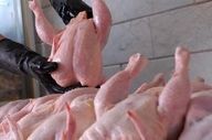 قیمت مرغ امروز ۲۶ بهمن ۱۴۰۴؛ نرخ‌ها چقدر شد؟