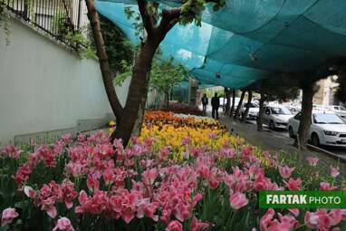 گزارش تصویری از پیاده راه لاله برای مادران 
