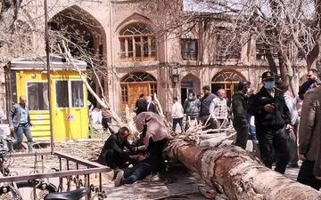 یک درخت روی شهروند تبریزی سقوط کرد