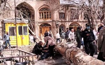 یک درخت روی شهروند تبریزی سقوط کرد