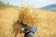 پرداخت ۲۰ هزار میلیارد ریال به گندم‌کاران کهگیلویه و بویراحمد