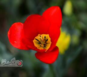  باغ ایرانی  بوستان  لاله های رنگین 